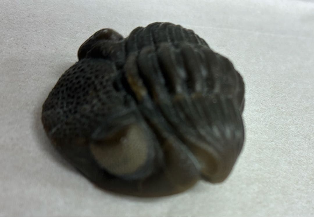 三葉虫 化石 防御姿勢 エンロール