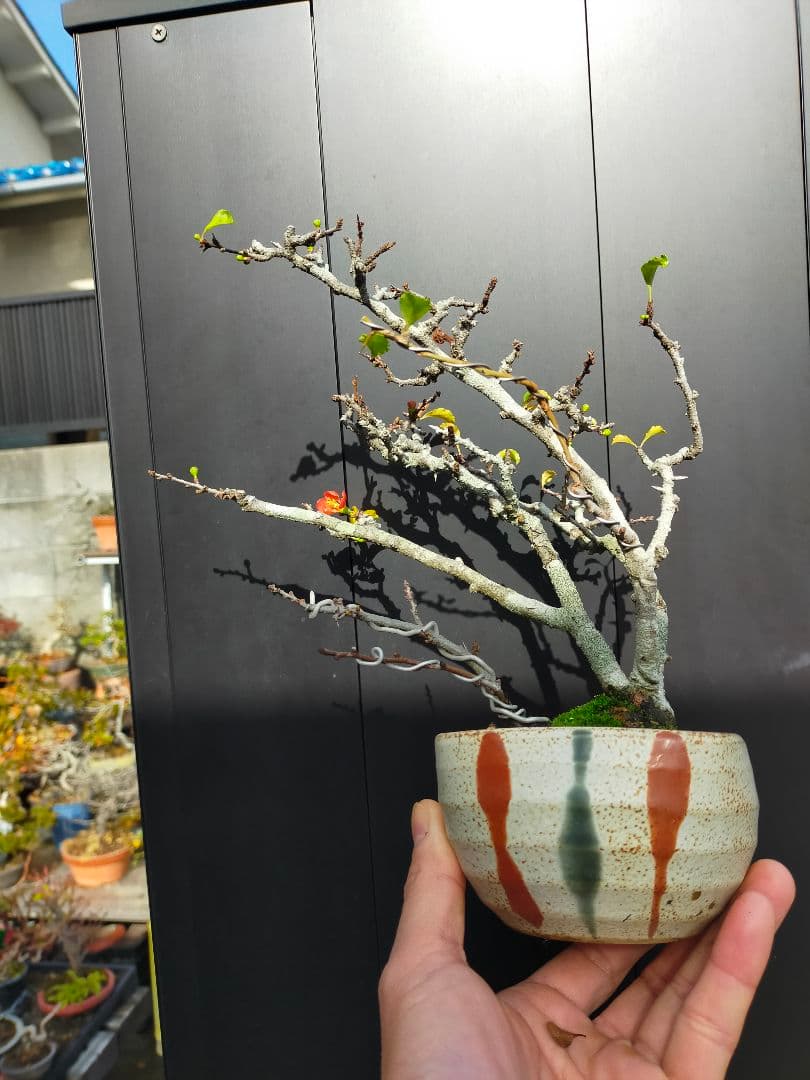 赤花長寿梅です。 700円値下げ致しました。