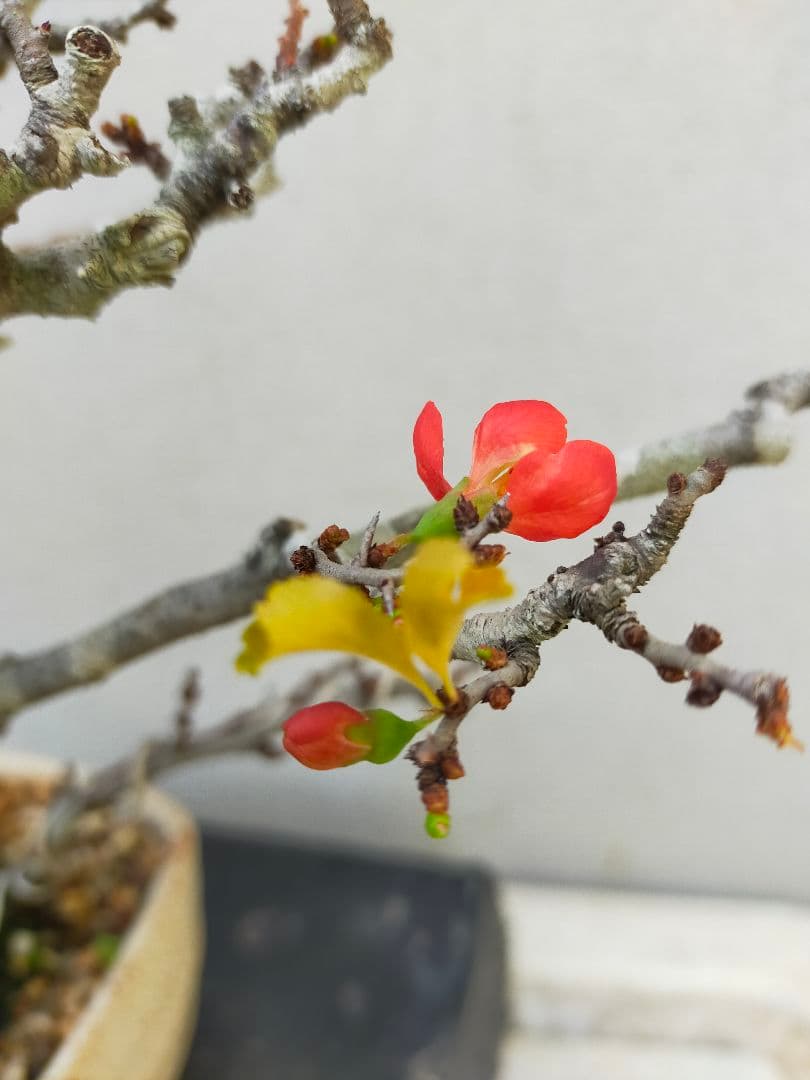赤花長寿梅です。 700円値下げ致しました。