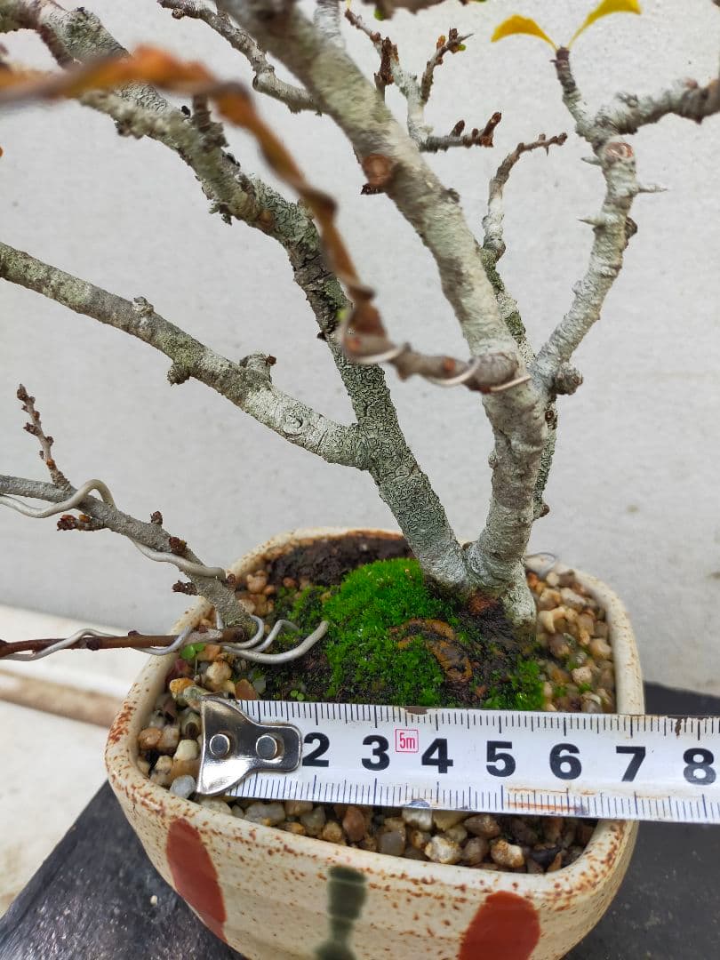 赤花長寿梅です。 700円値下げ致しました。