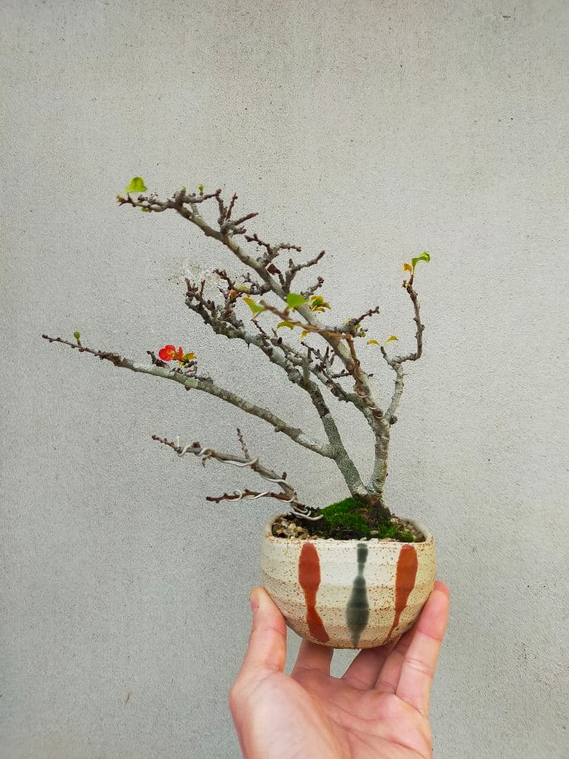 赤花長寿梅です。 700円値下げ致しました。