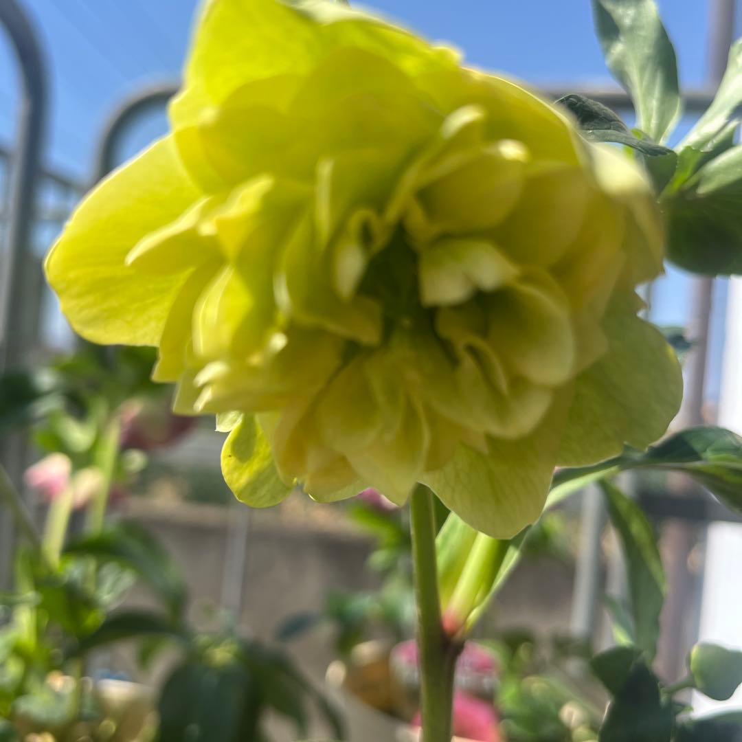 クリスマスローズ　八重咲き　8苗処分セール