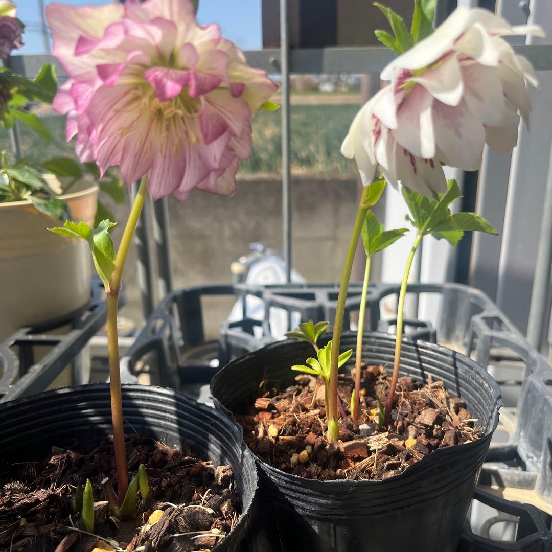 クリスマスローズ　八重咲き　8苗処分セール