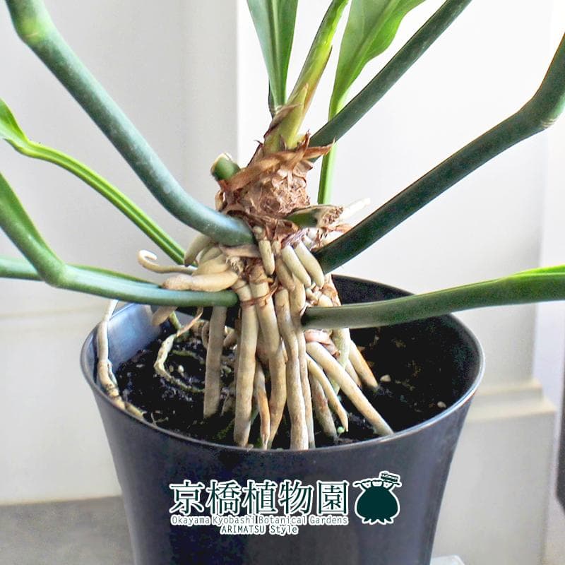 【現品】アンスリウム・フーケリー　6号　黒鉢（1）