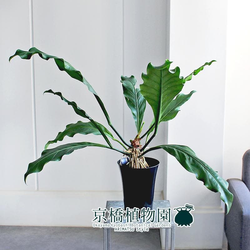 【現品】アンスリウム・フーケリー　6号　黒鉢（1）