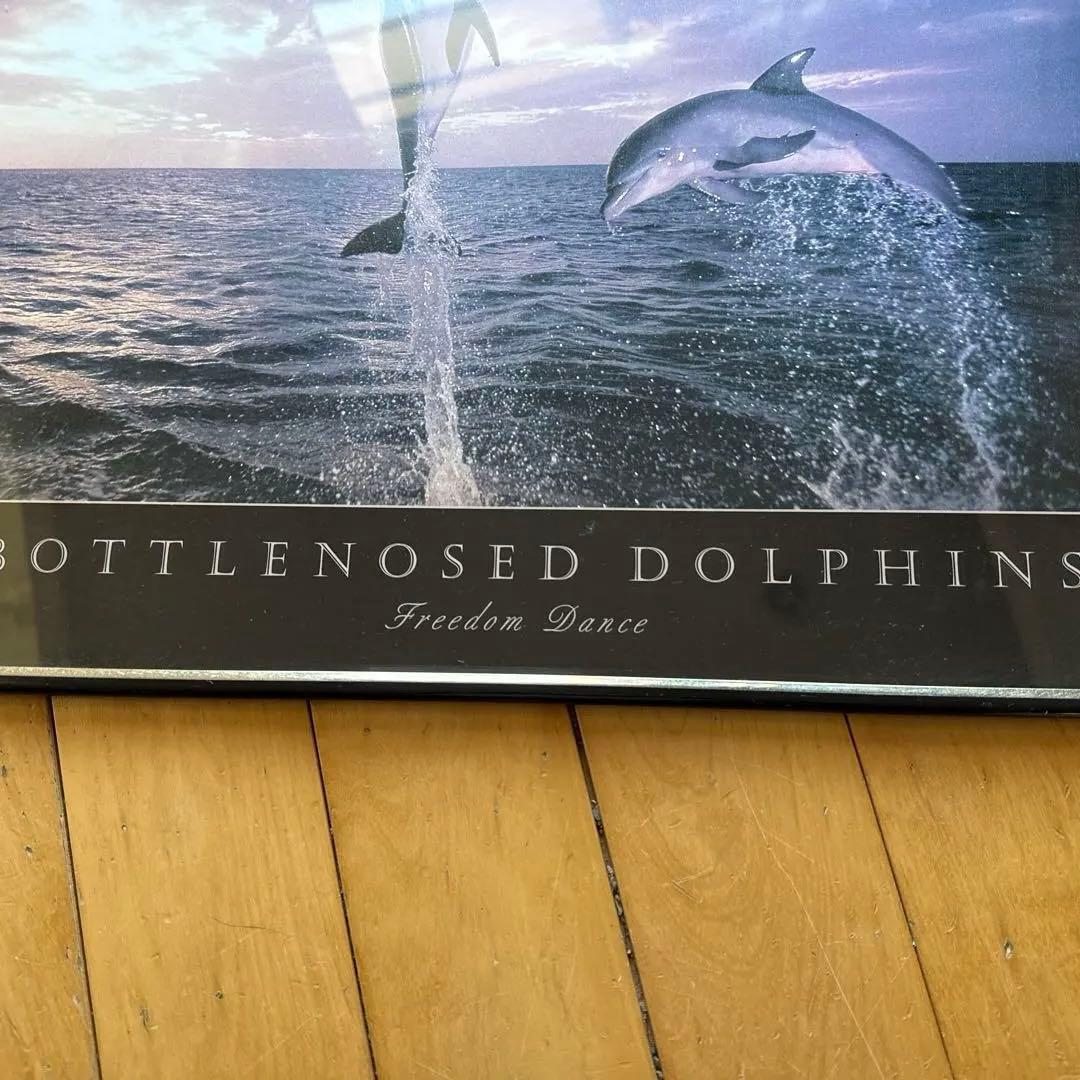 ボトルノーズド ドルフィンズ TOM BRAKEFIELD 額入り　レア