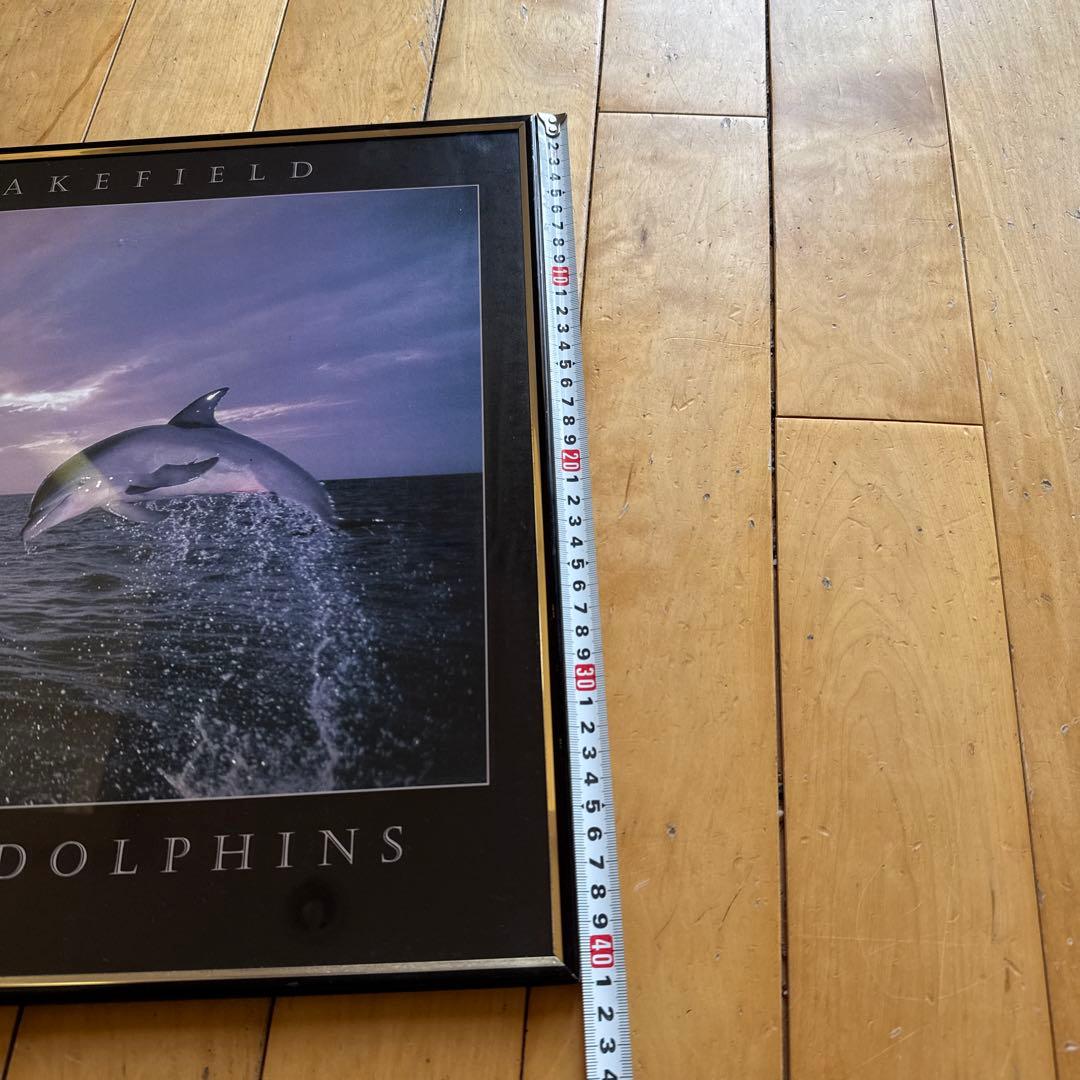 ボトルノーズド ドルフィンズ TOM BRAKEFIELD 額入り　レア