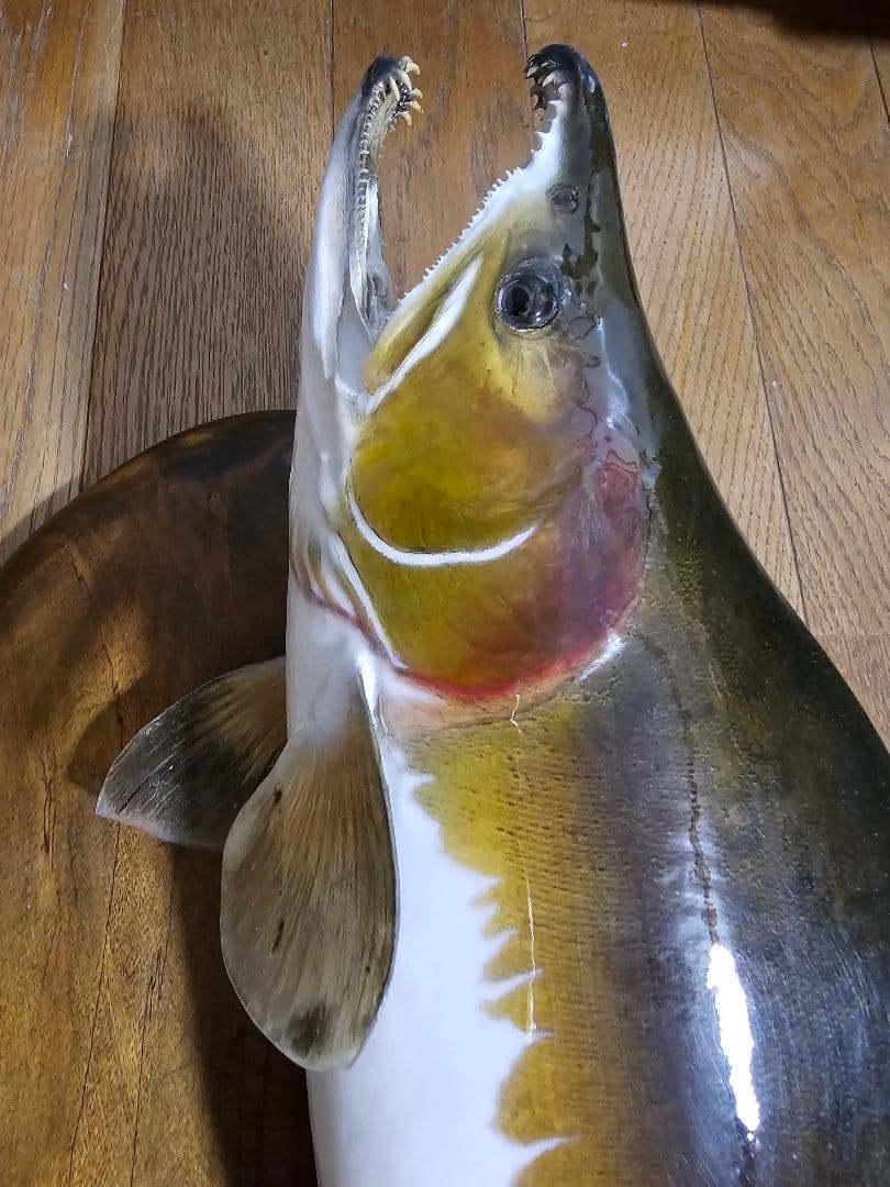 【お気軽にコメントください】カラフトマス剥製