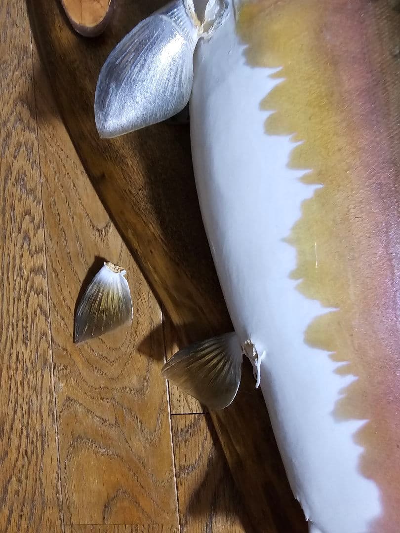 【お気軽にコメントください】カラフトマス剥製