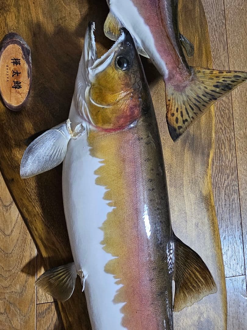 【お気軽にコメントください】カラフトマス剥製