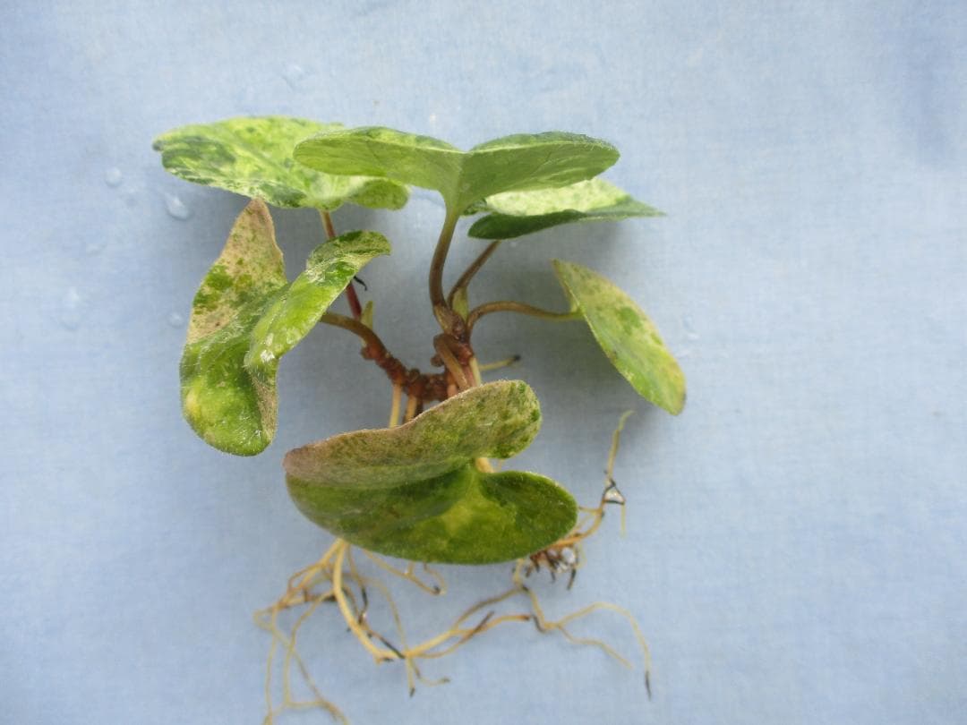 タマノカンアオイ　銘品「多摩の誉」六枚葉　富貴蘭　山野草