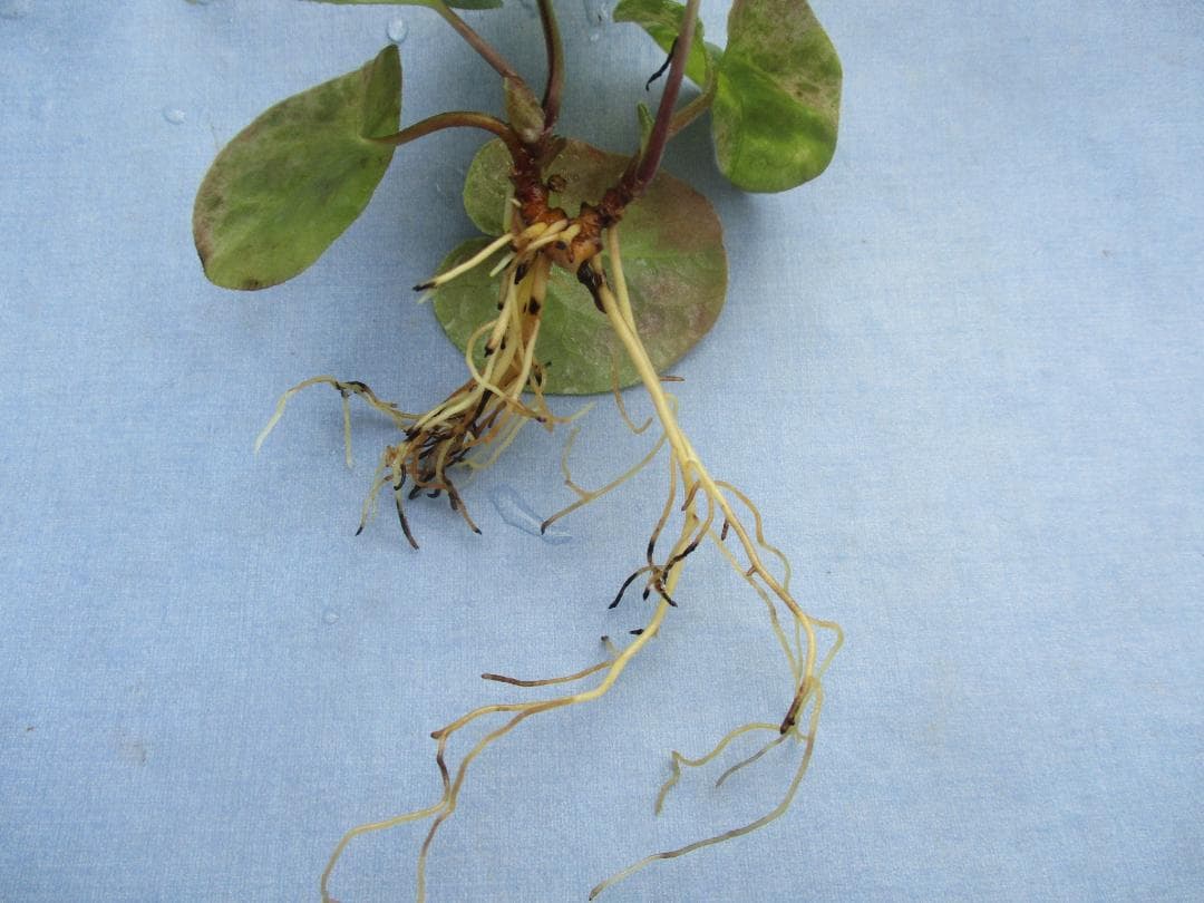 タマノカンアオイ　銘品「多摩の誉」六枚葉　富貴蘭　山野草