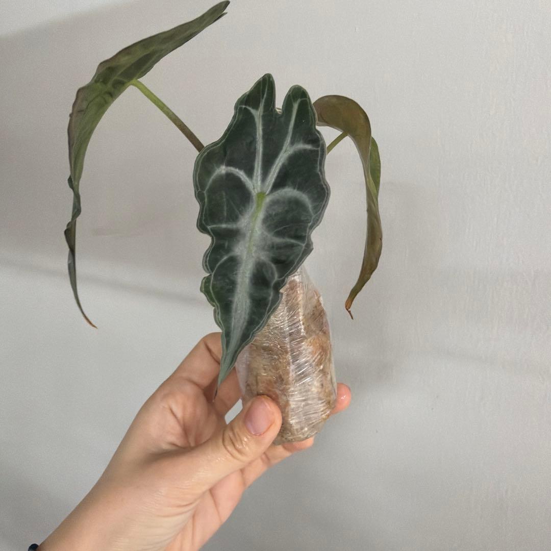 アロカシア ヴェノム Alocasia 'Venom' 管理番号s231