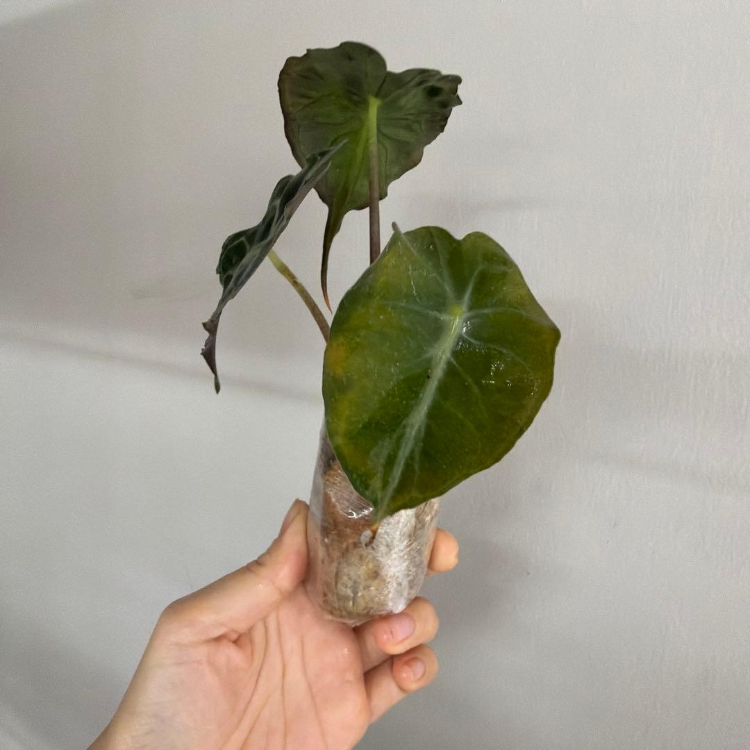 アロカシア ヴェノム Alocasia 'Venom' 管理番号s231