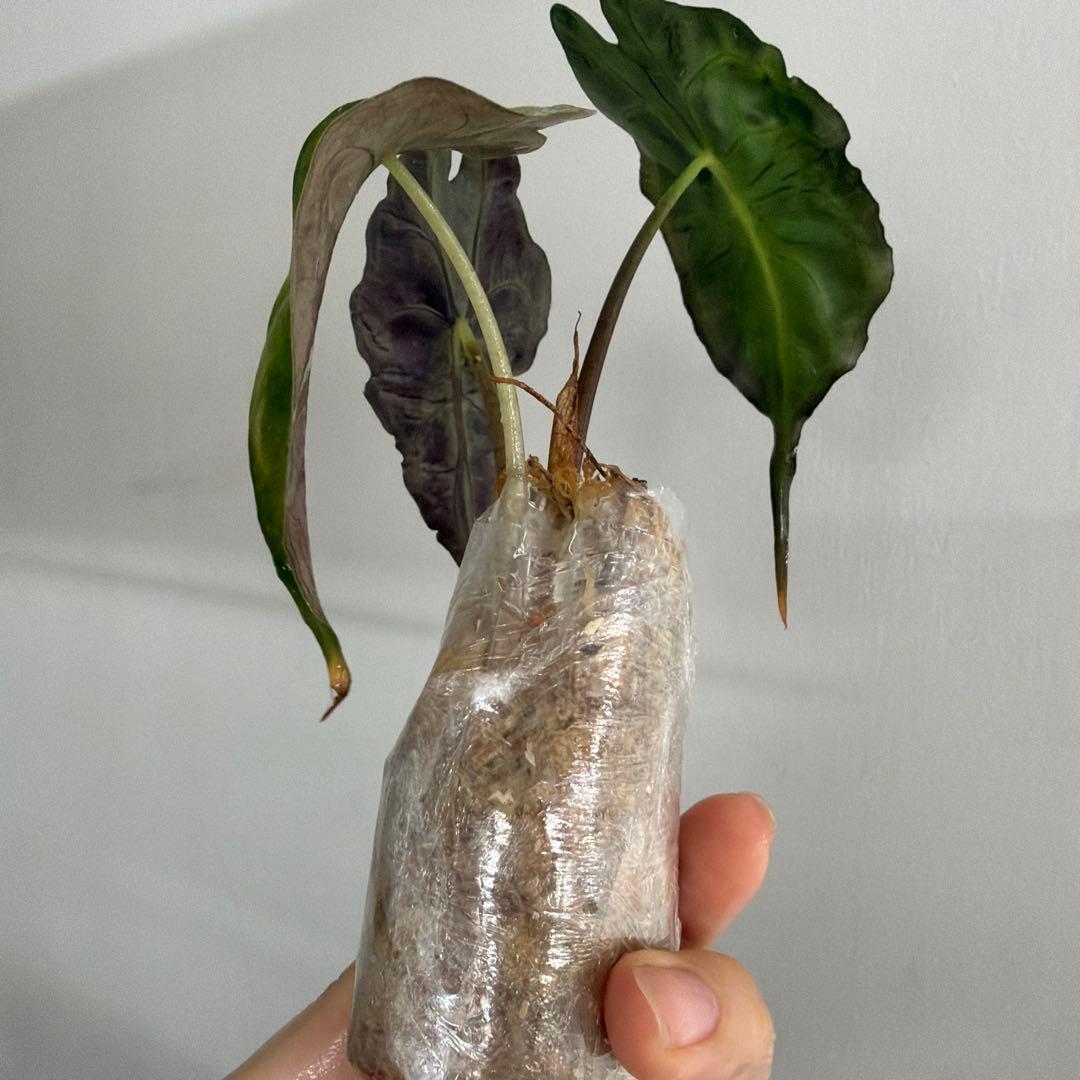 アロカシア ヴェノム Alocasia 'Venom' 管理番号s231
