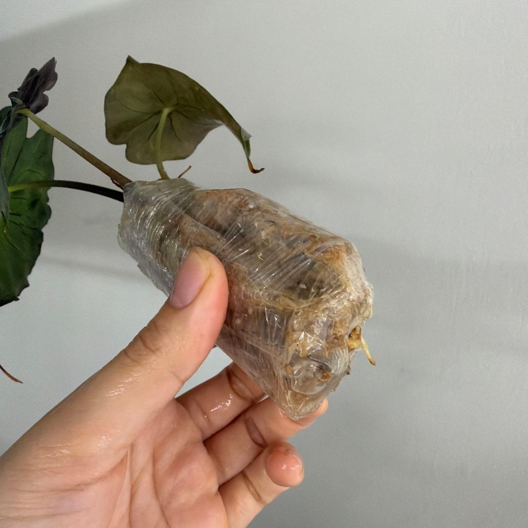 アロカシア ヴェノム Alocasia 'Venom' 管理番号s231