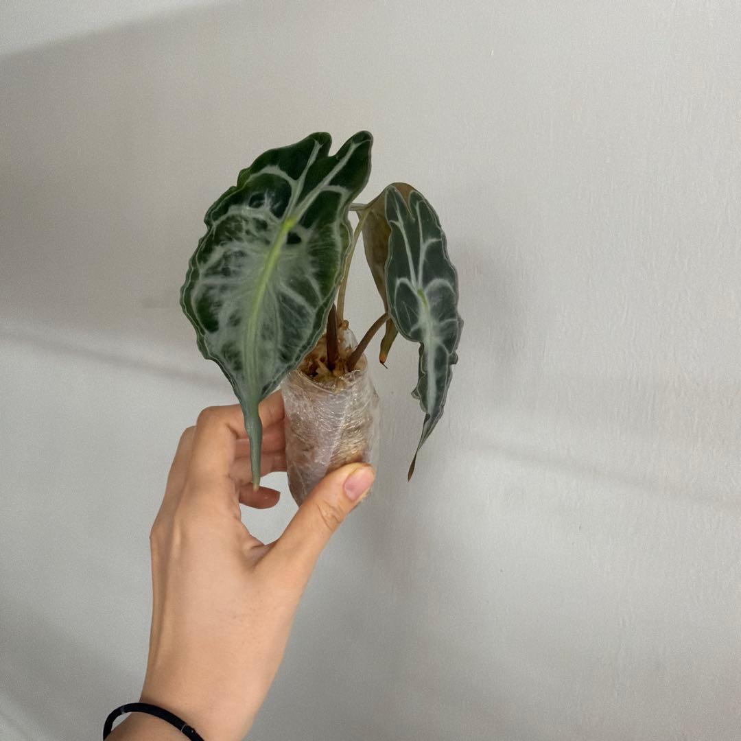 アロカシア ヴェノム Alocasia 'Venom' 管理番号s231