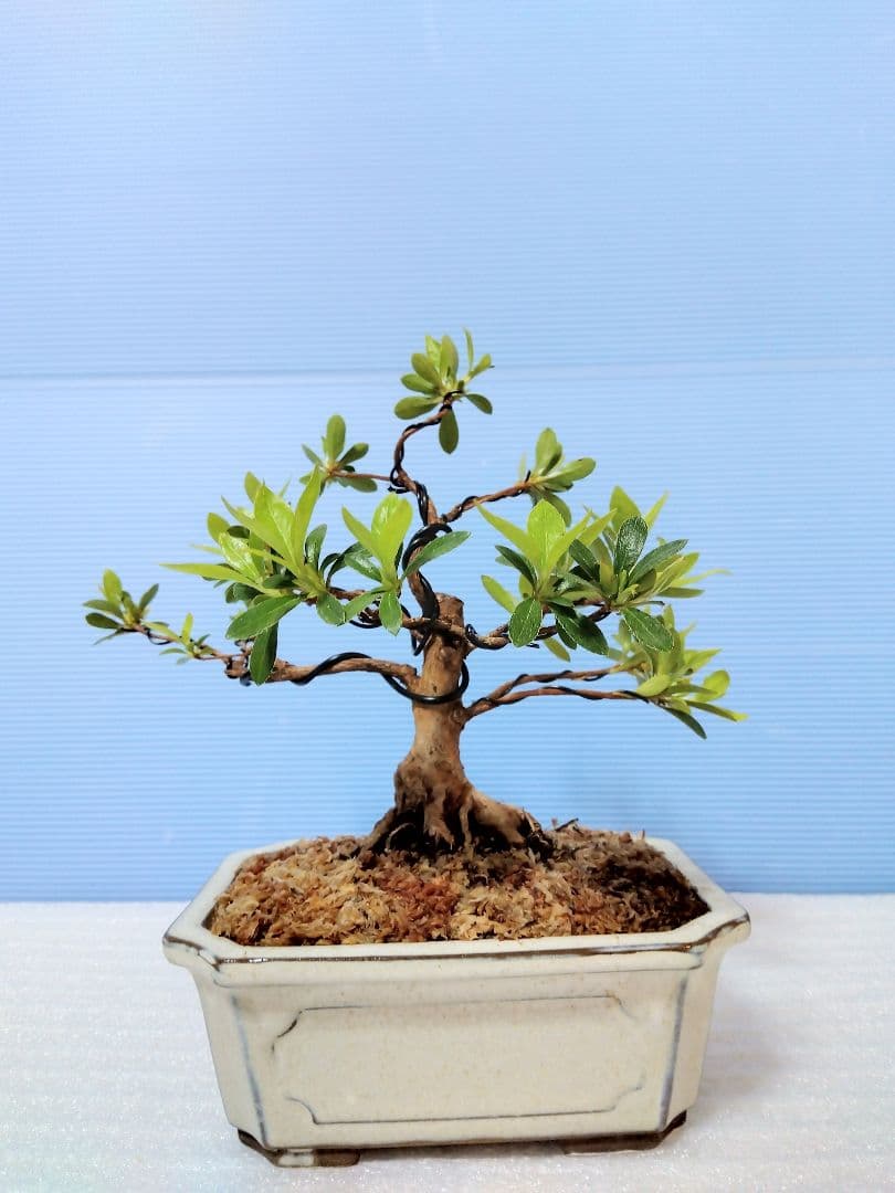 皐月盆栽 (明美の月)　さつき盆栽　サツキ盆栽