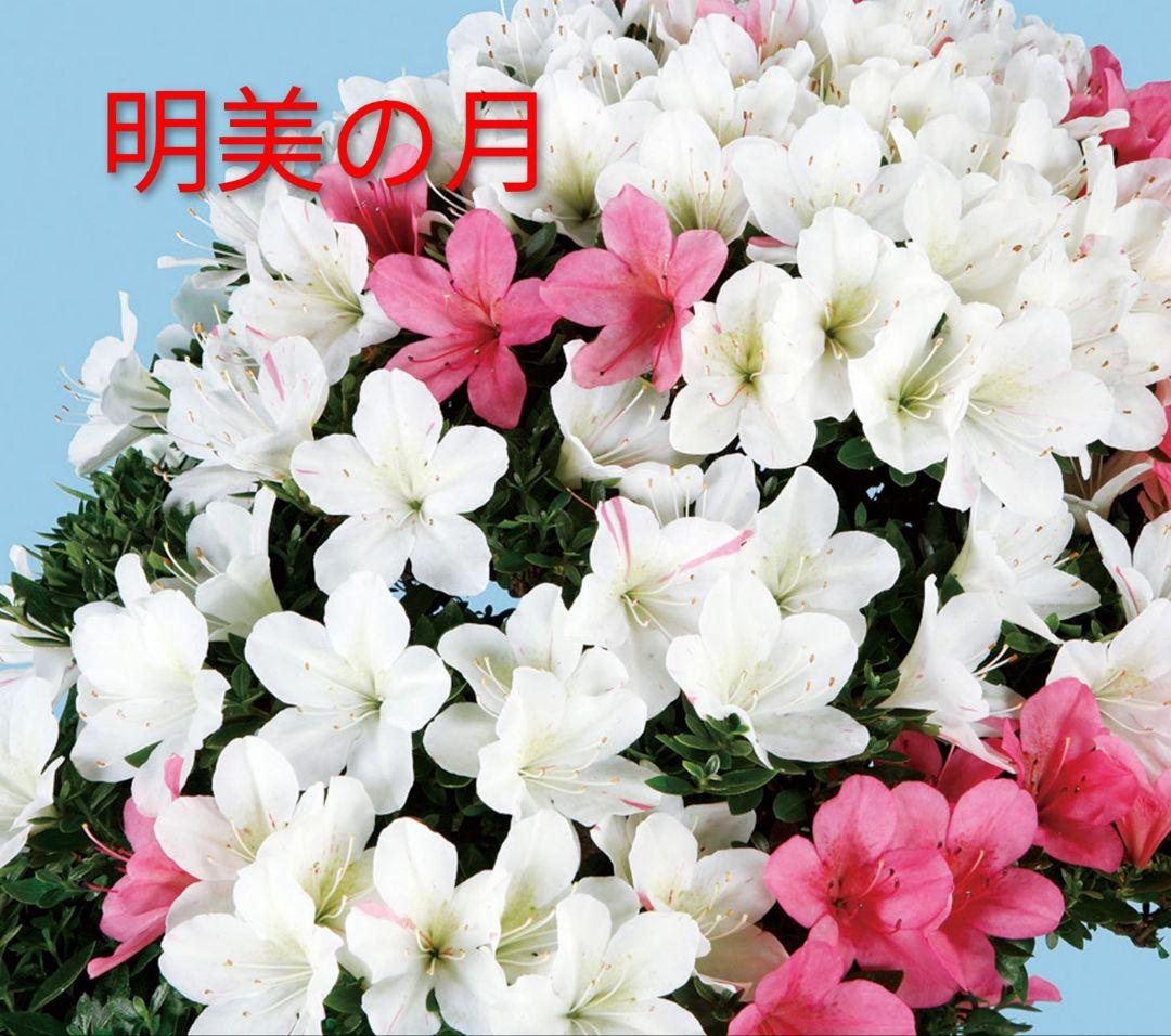 皐月盆栽 (明美の月)　さつき盆栽　サツキ盆栽