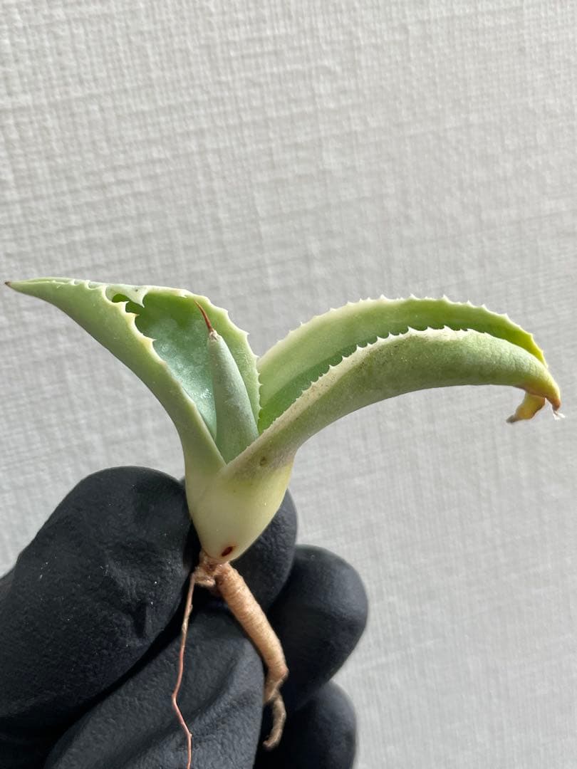 4*u様 ④ジェレミー産 Hidden Agaveアガベ オバティフォリア モビ