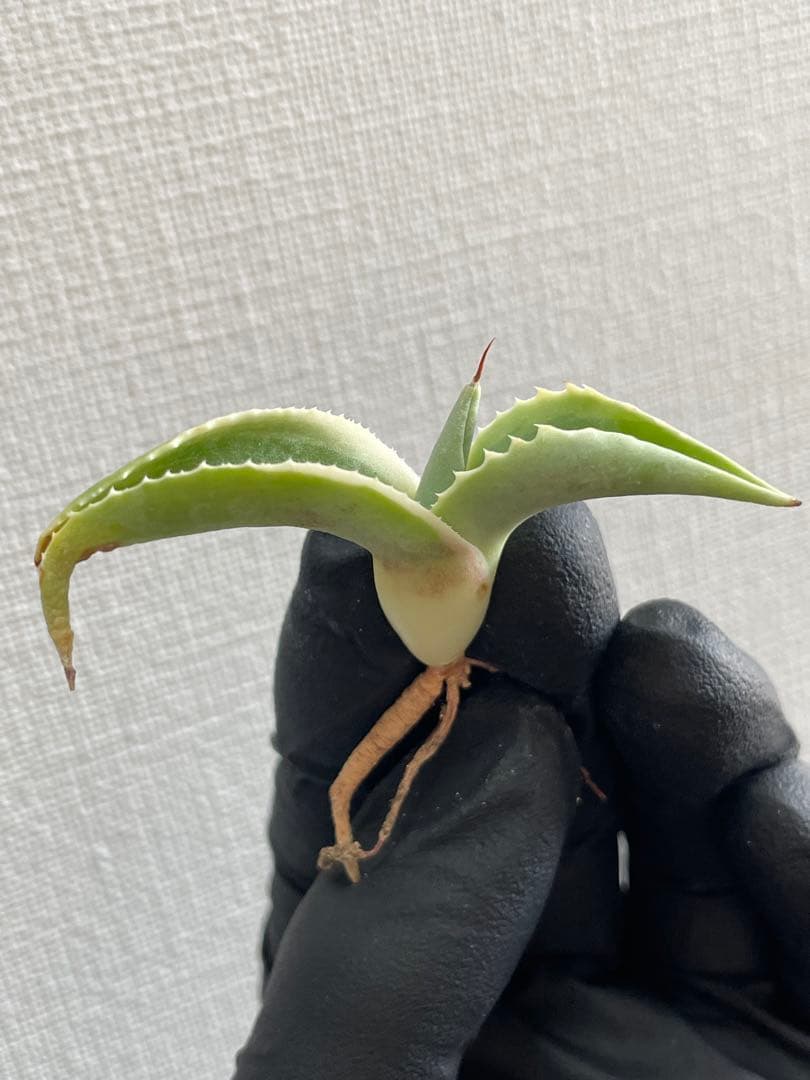 4*u様 ④ジェレミー産 Hidden Agaveアガベ オバティフォリア モビ