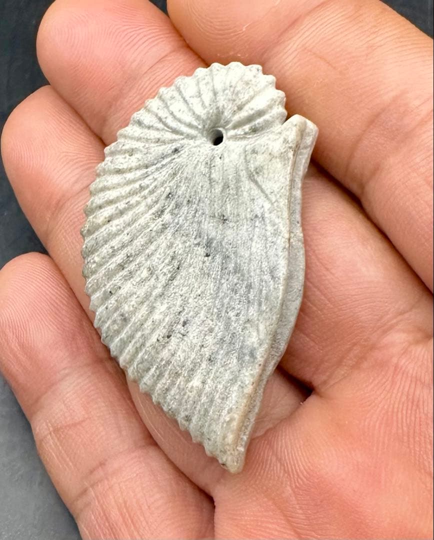 2025.9.10番外　天使貝　新潟青岩