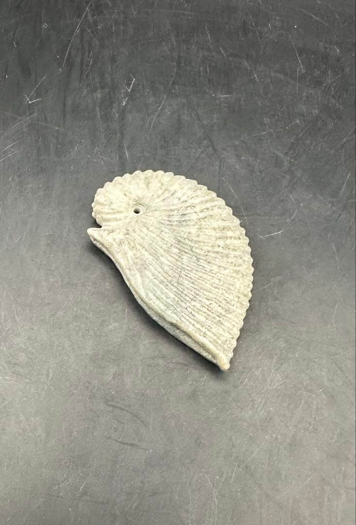 2025.9.10番外　天使貝　新潟青岩