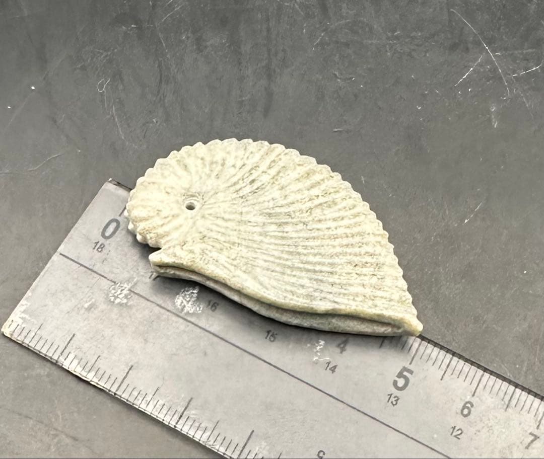 2025.9.10番外　天使貝　新潟青岩