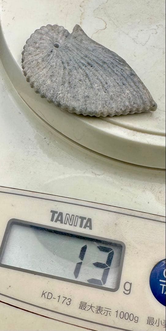 2025.9.10番外　天使貝　新潟青岩