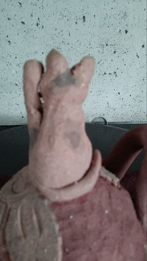 作家物　ネコの小物入れ　置き物