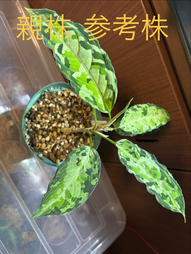 アグラオネマ ピクタム