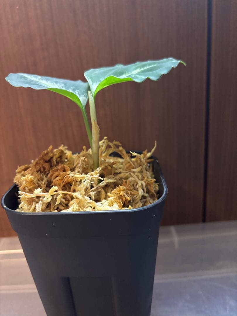 アグラオネマ ピクタム