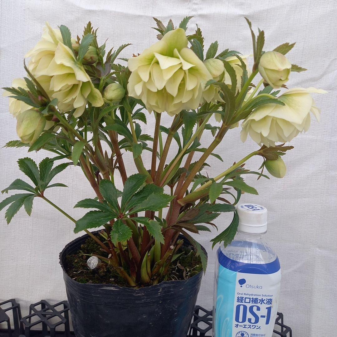 金曜日まで！豪華♪クリスマスローズ、大苗、開花株