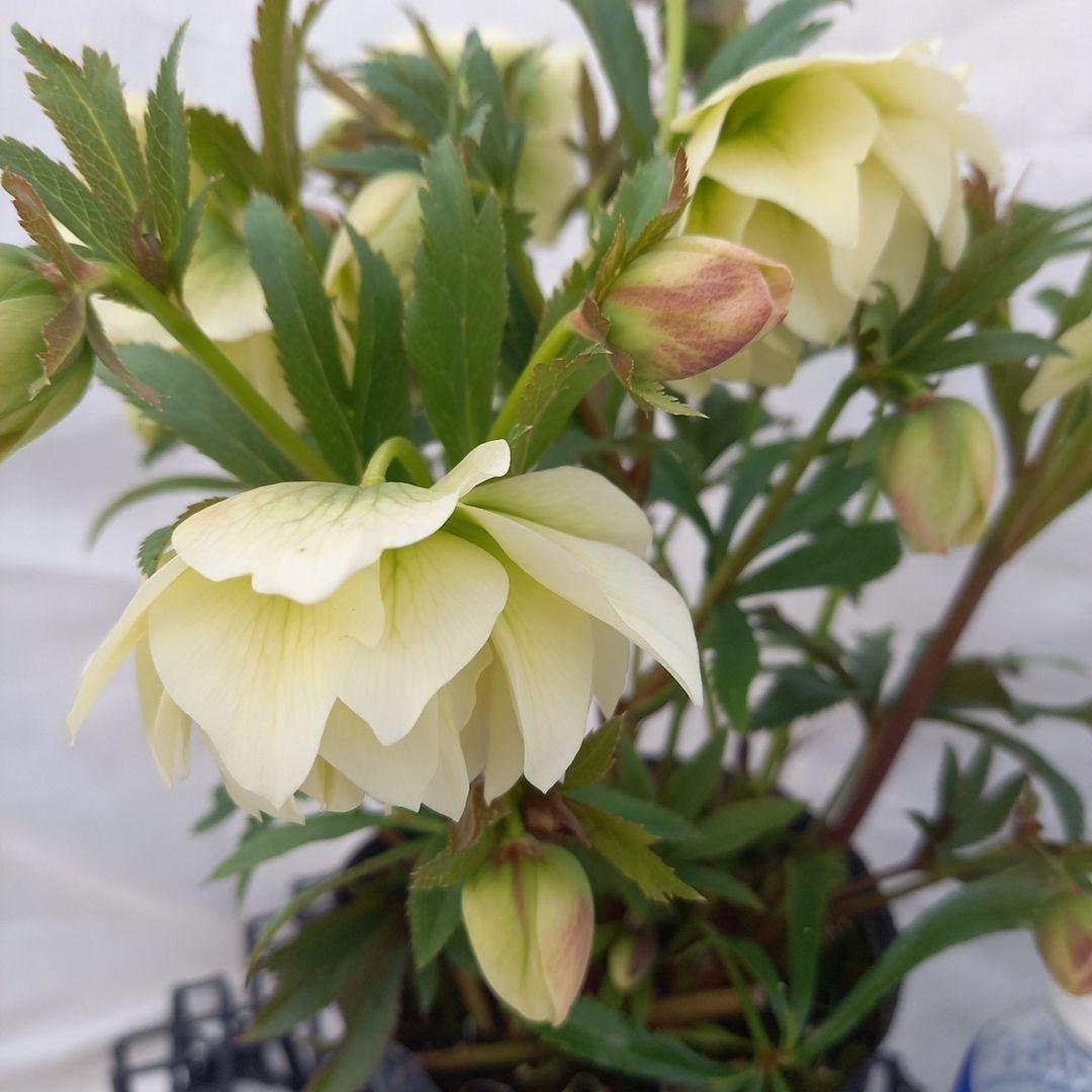 金曜日まで！豪華♪クリスマスローズ、大苗、開花株