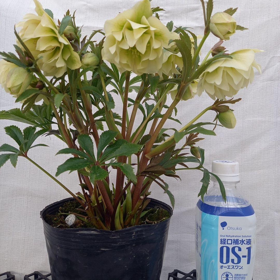 金曜日まで！豪華♪クリスマスローズ、大苗、開花株