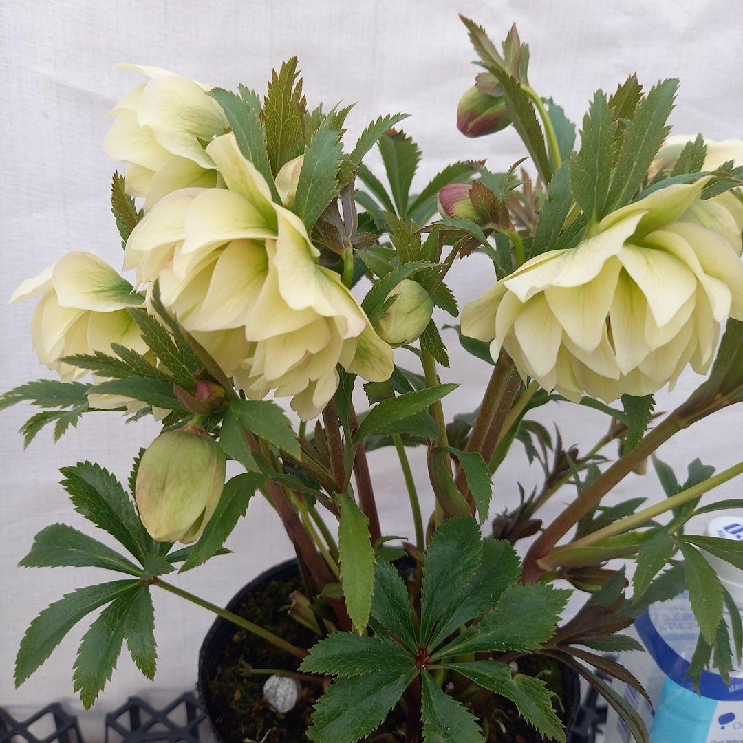 金曜日まで！豪華♪クリスマスローズ、大苗、開花株