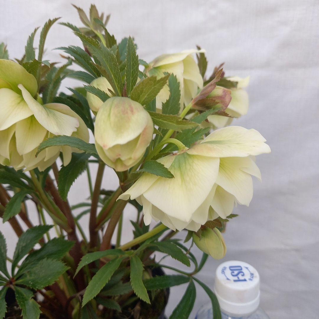 金曜日まで！豪華♪クリスマスローズ、大苗、開花株