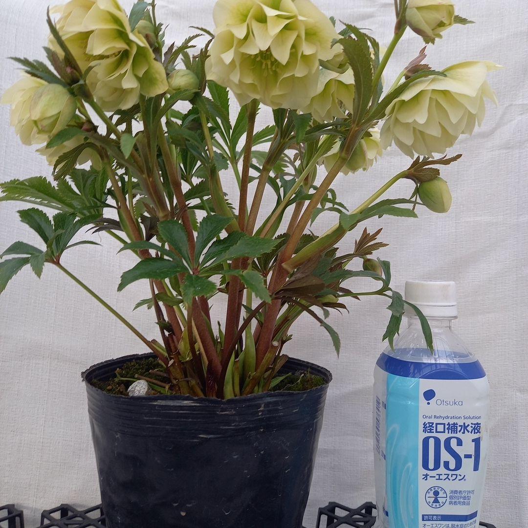 金曜日まで！豪華♪クリスマスローズ、大苗、開花株