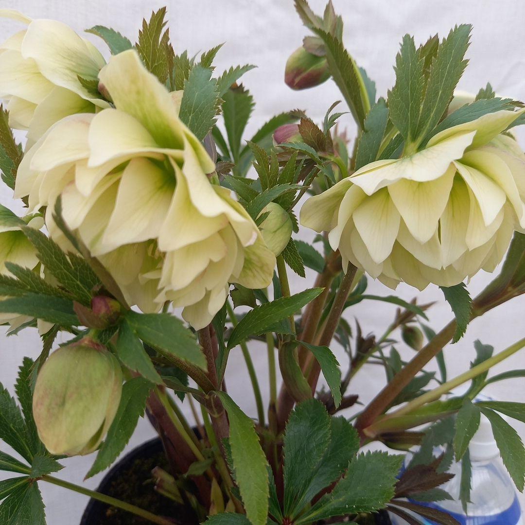 金曜日まで！豪華♪クリスマスローズ、大苗、開花株