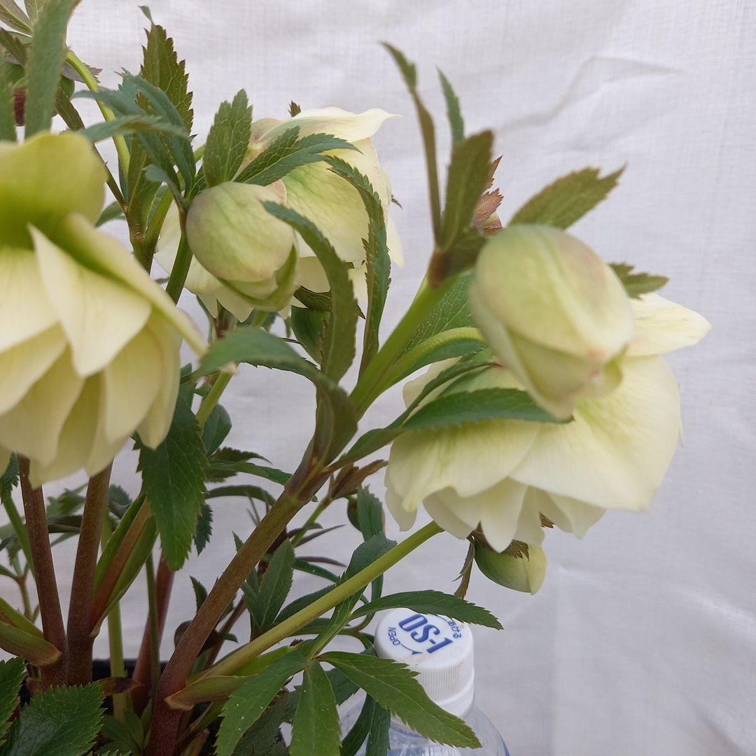 金曜日まで！豪華♪クリスマスローズ、大苗、開花株