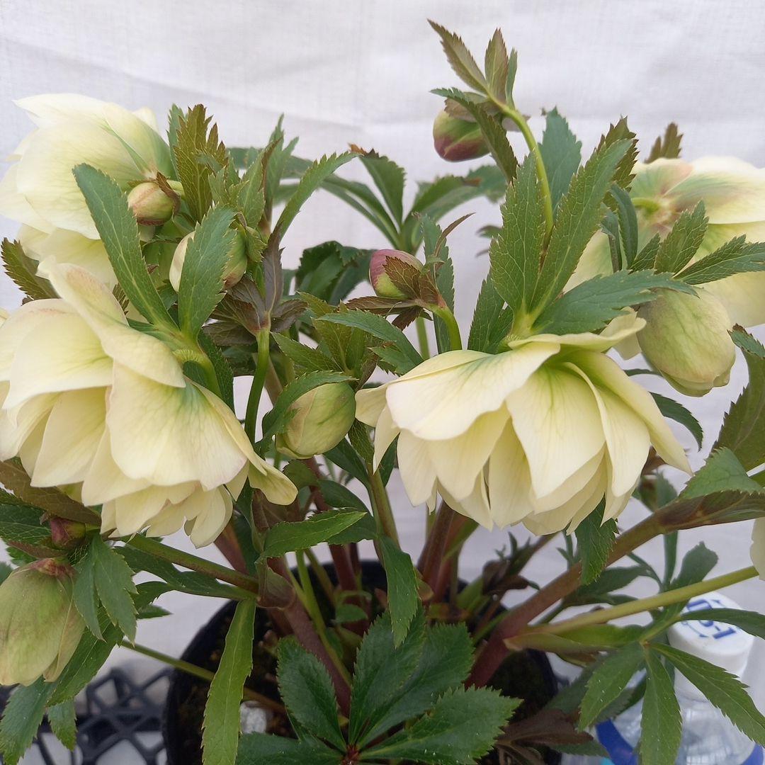 金曜日まで！豪華♪クリスマスローズ、大苗、開花株