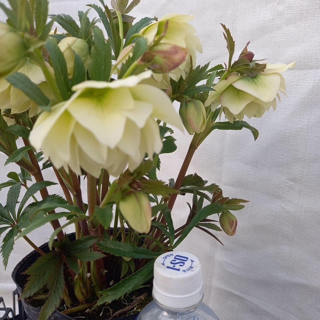 金曜日まで！豪華♪クリスマスローズ、大苗、開花株