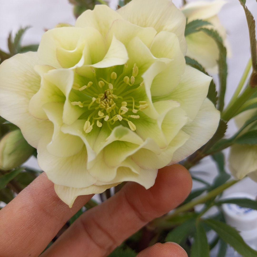 金曜日まで！豪華♪クリスマスローズ、大苗、開花株