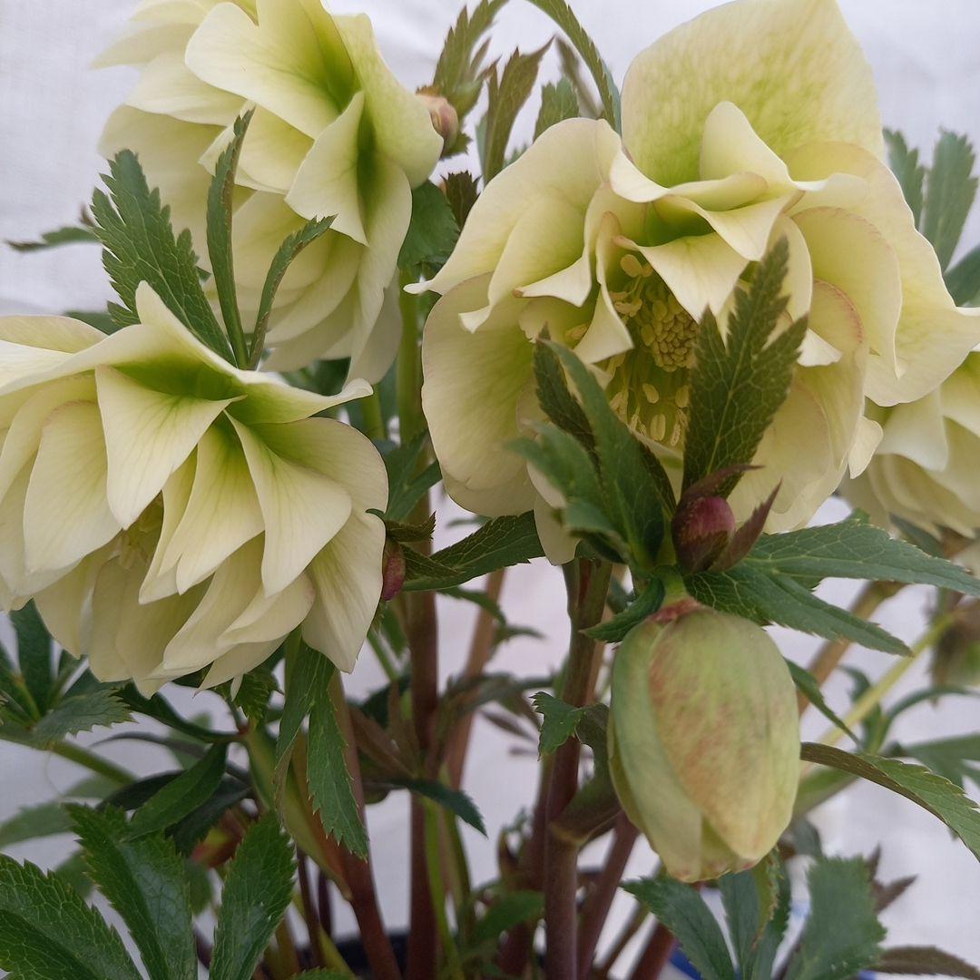 金曜日まで！豪華♪クリスマスローズ、大苗、開花株