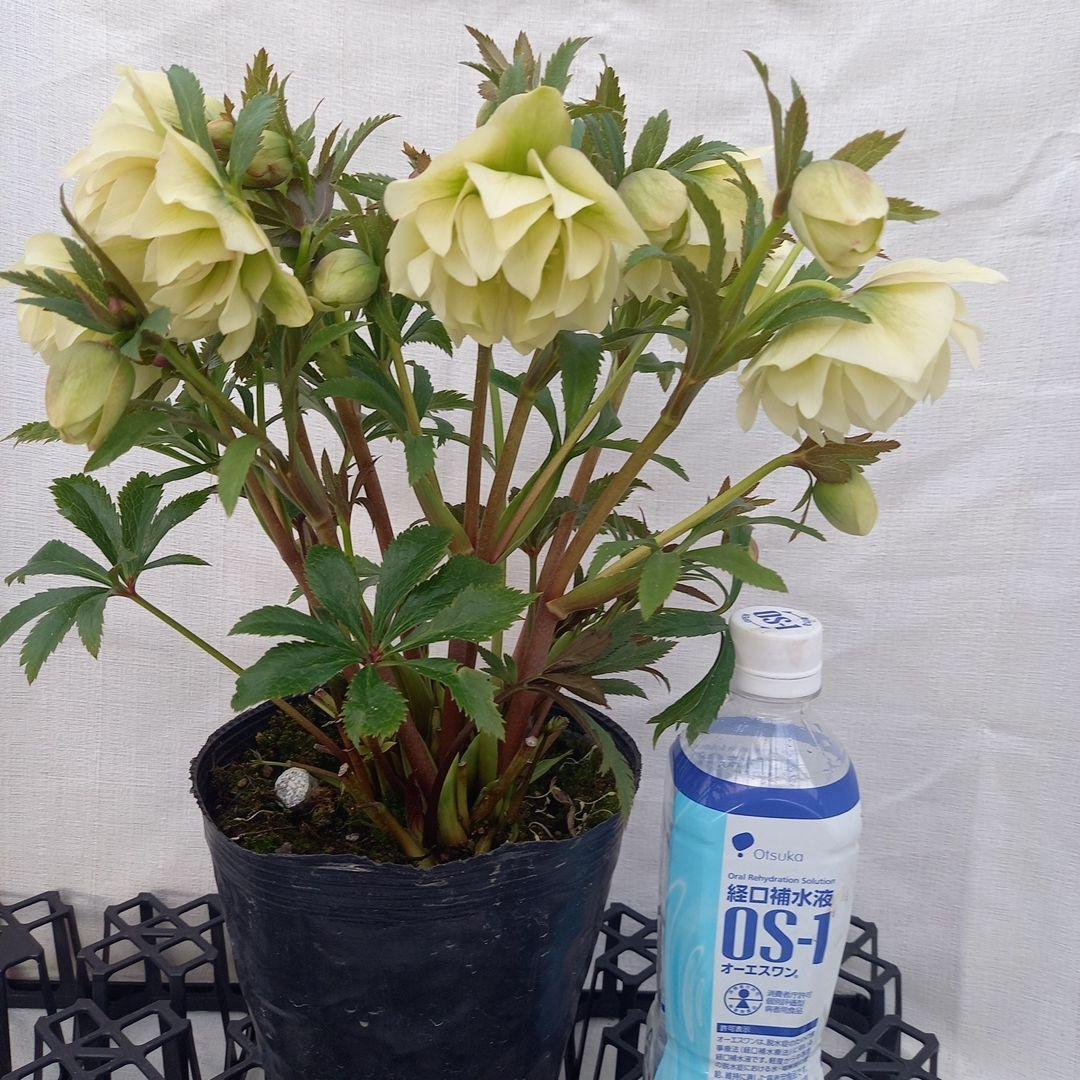 金曜日まで！豪華♪クリスマスローズ、大苗、開花株