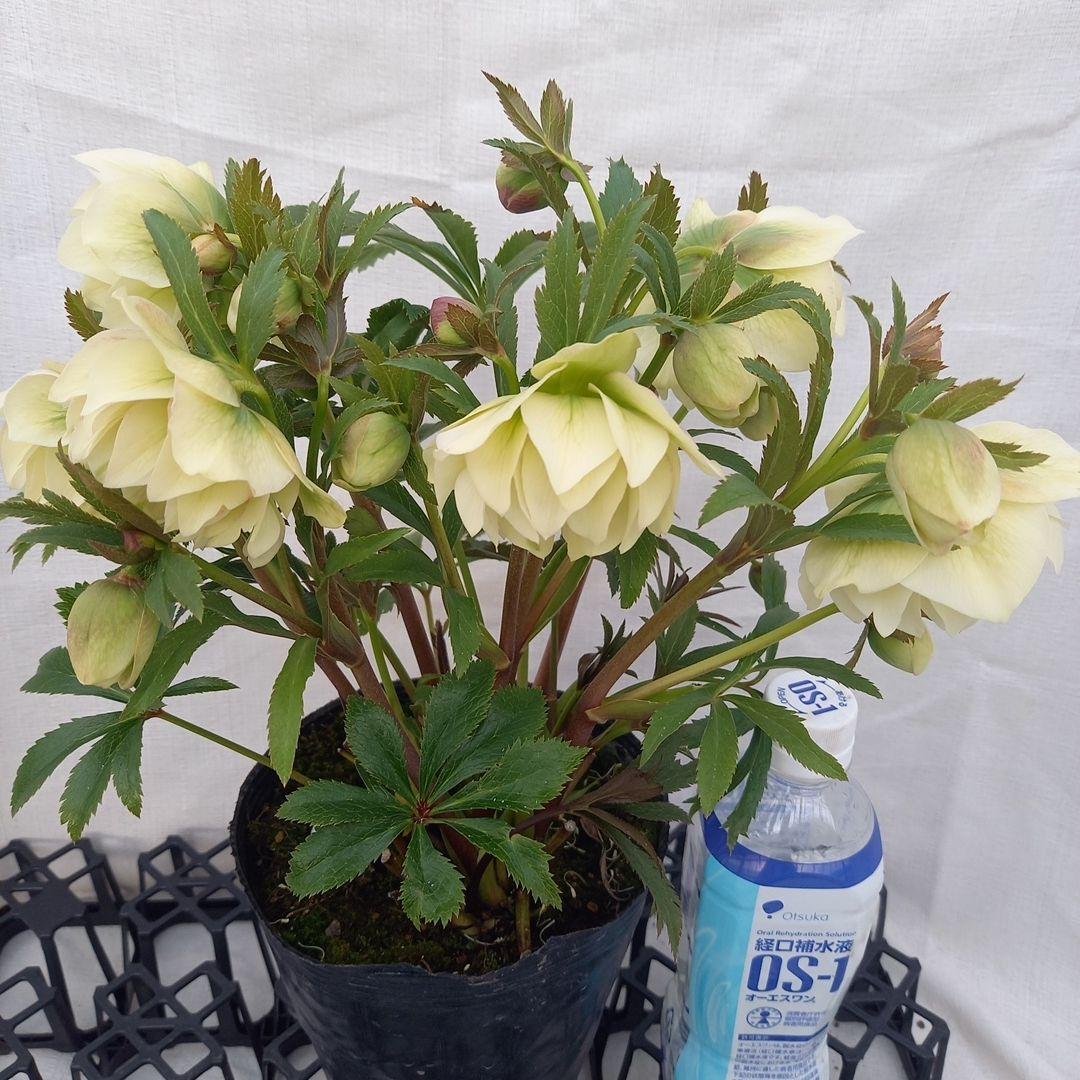 金曜日まで！豪華♪クリスマスローズ、大苗、開花株