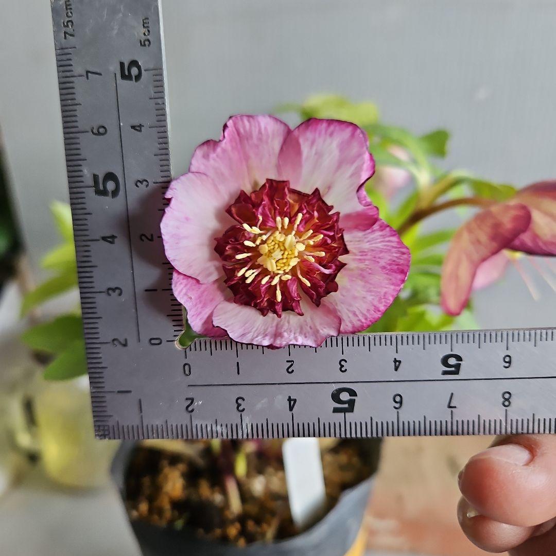 ㉖-698クリスマスローズ