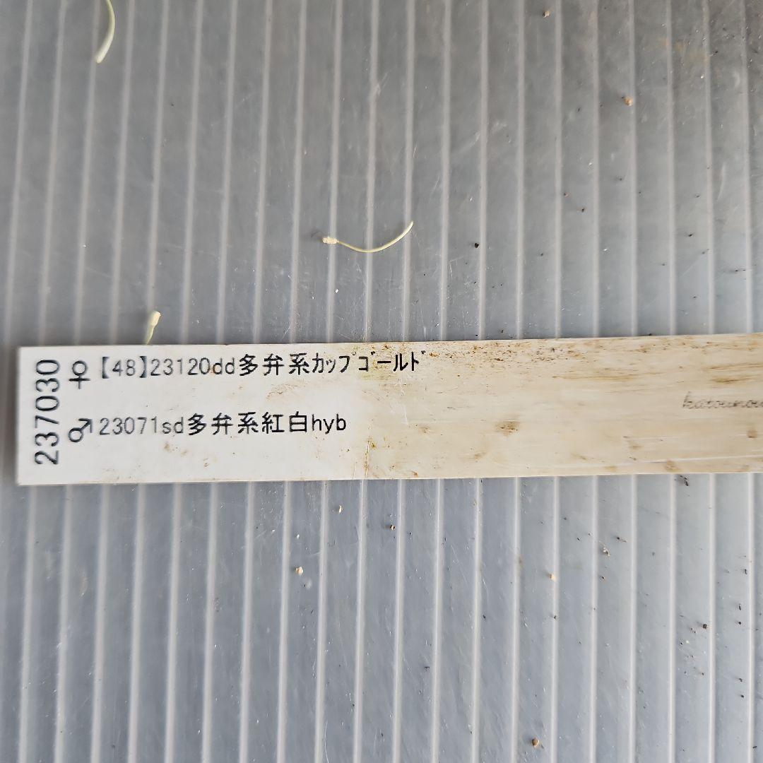 ㉖-698クリスマスローズ