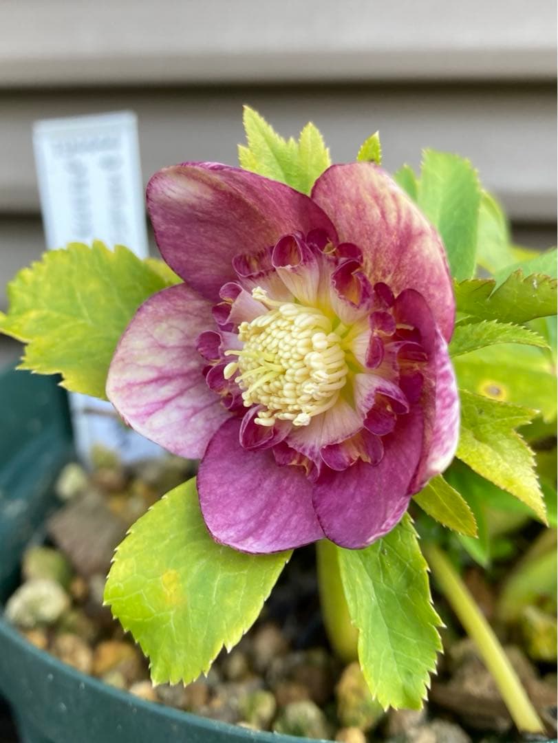 クリスマスローズ種　終了致しました。