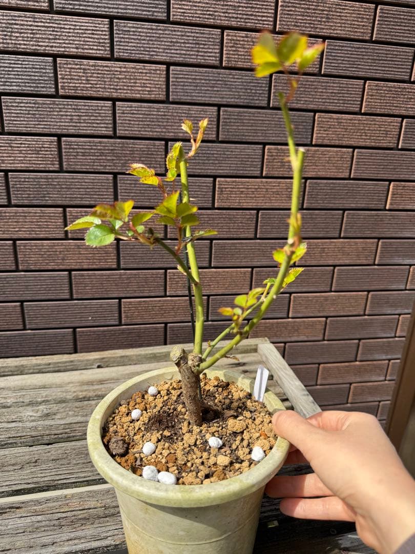 バラ苗　ウィザード